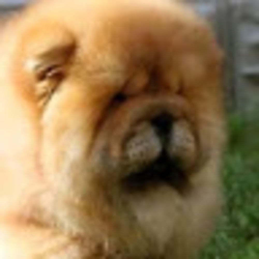 Meet your Posher, Sadie